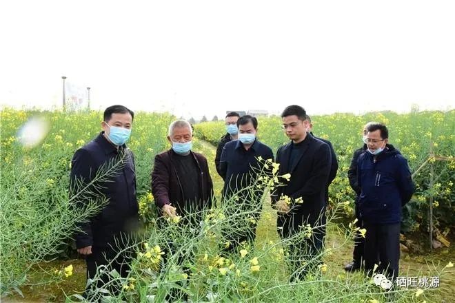 縣人大常委會(huì)主任江志暉帶隊(duì)調(diào)研富硒油茶、油菜高產(chǎn)技術(shù)